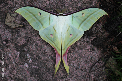 Indian Moon Moth