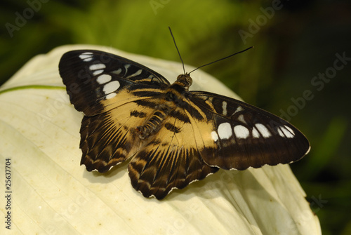 Brauner Segelfalter (Parthenos sylvia brown)