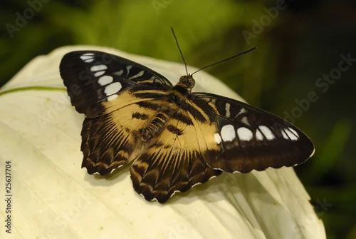 Obraz Brauner Segelfalter (Parthenos sylvia brown)