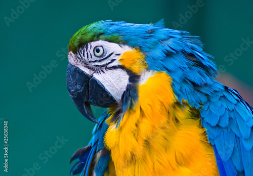 blue macaw parrot