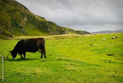 irish Landscape