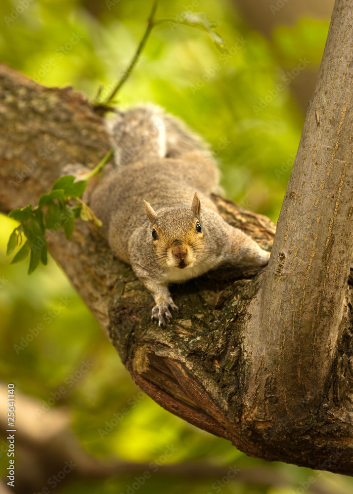 Squirrel in tree