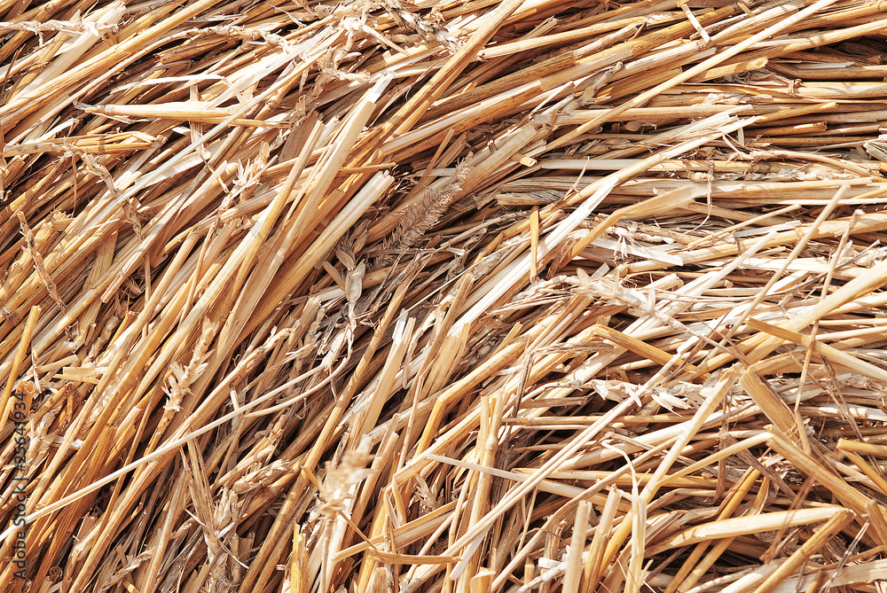 closeup collected hay closeup collected hay