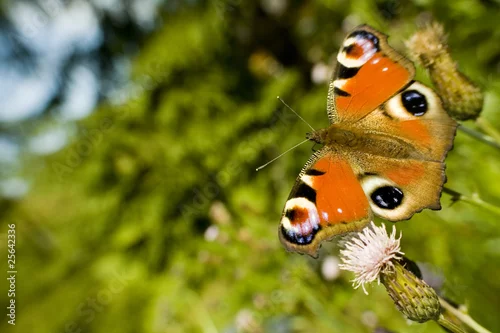 Fototapeta Piękny motyl rusałka pawik na kwiatku