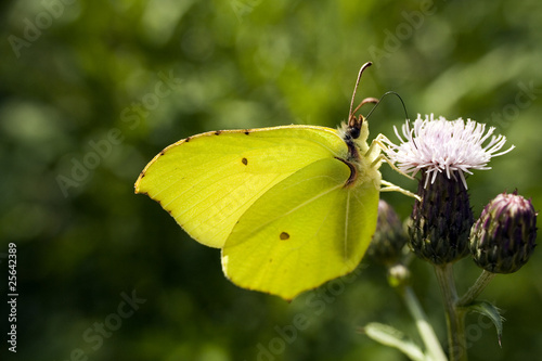 Piękny motyl listkowiec cytrynek na kwiatku © sitriel