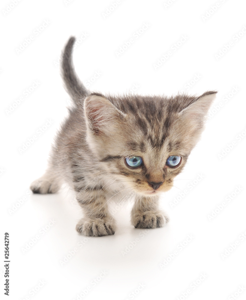 Obraz premium Kitten on a white background