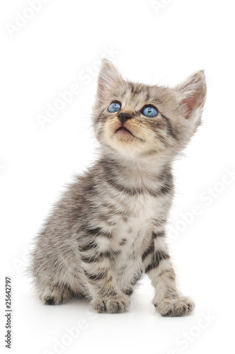 Kitten on a white background