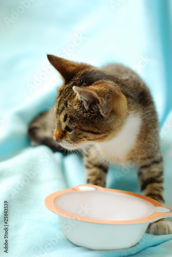 hungry kitten and empty bowl