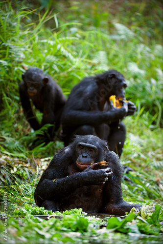 Chimpanzee Bonobo.