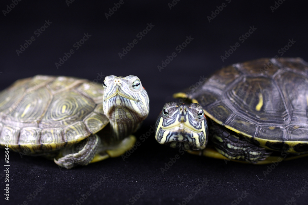 Obraz premium tortoies