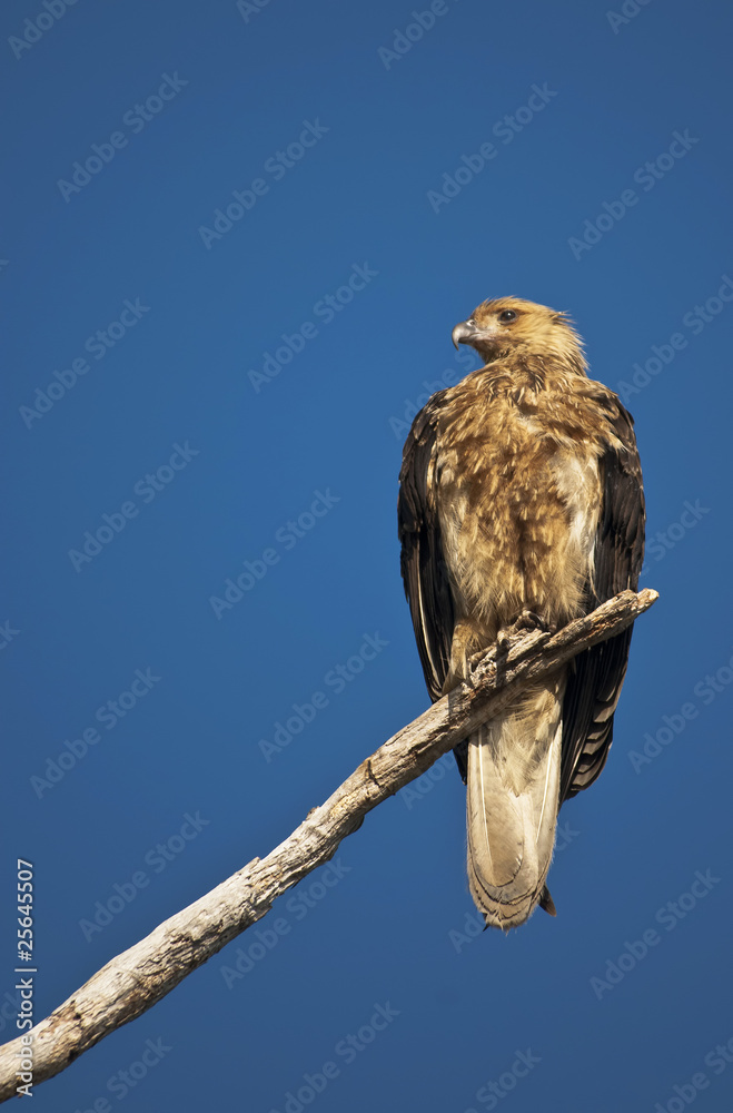 Whistling kite, Kakadu National Park, Australia Whistling kite, Kakadu National Park, Australia