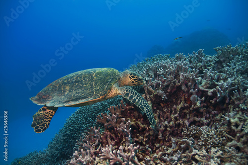 Green Turtle, Great barrier reef, australia