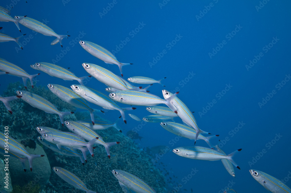 Naklejka premium school of fish