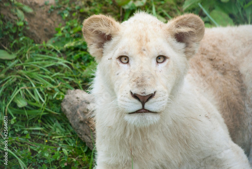 Portrait of a white lion cub