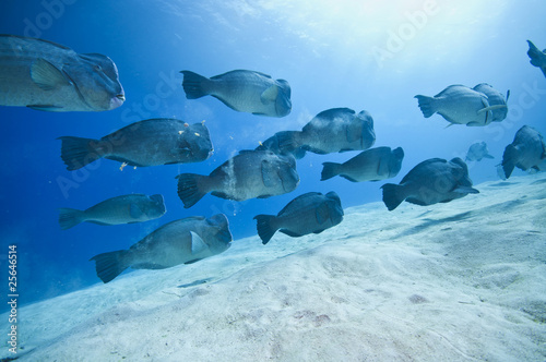 Fototapeta Naklejka Na Ścianę i Meble -  Green humphead parrotfish