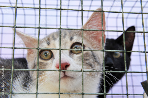 chat en cage