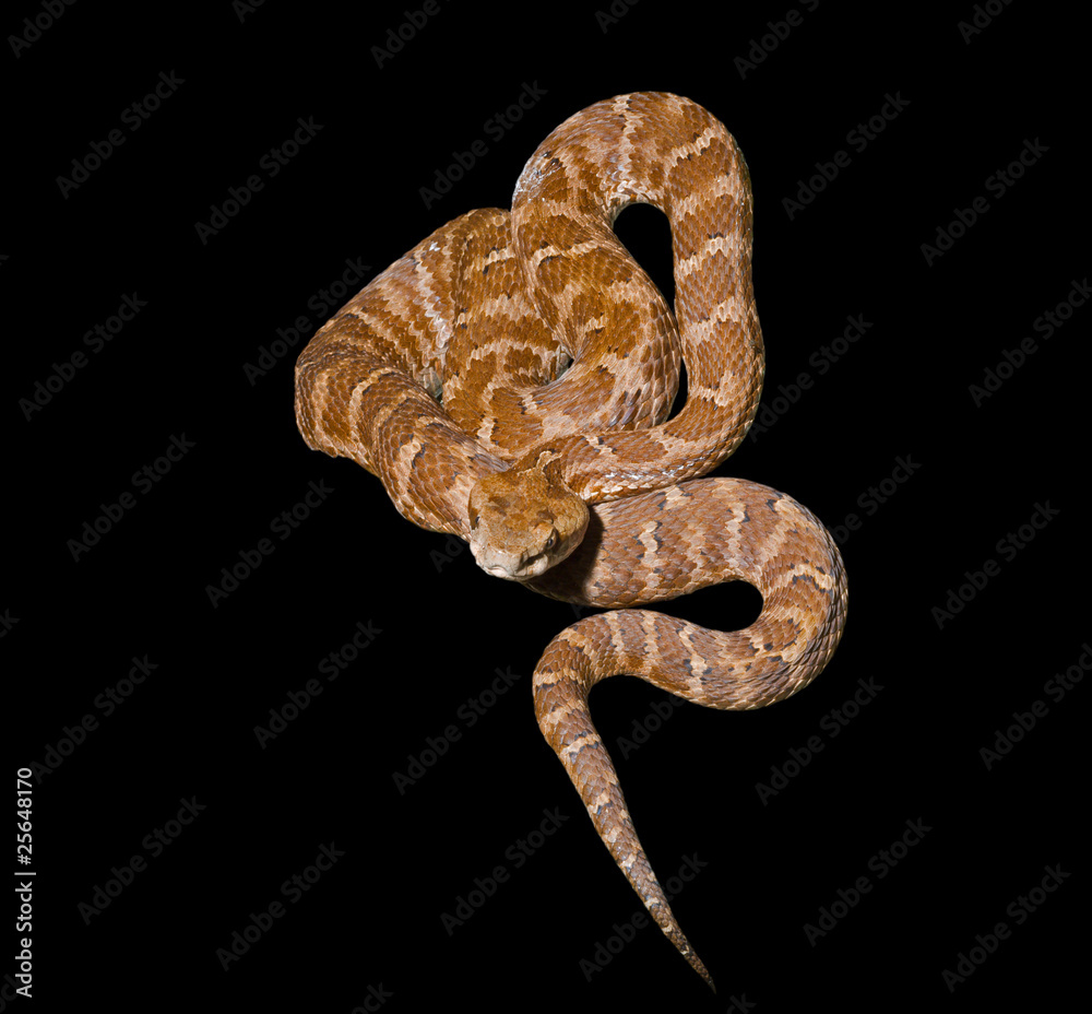 Obraz premium Venomous snake 12