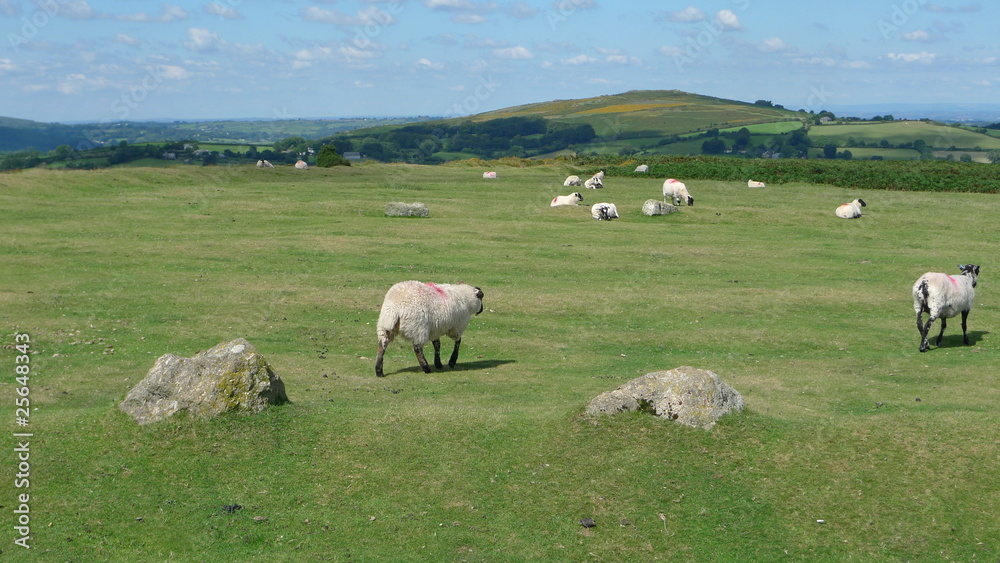 Obraz premium pecore 3