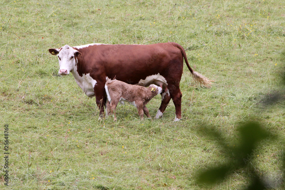 Braune Kuh mit trinkendem Kälbchen