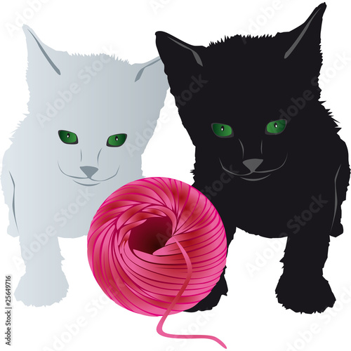 gatto