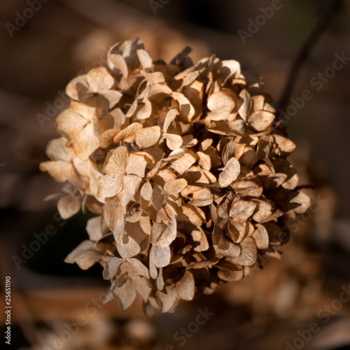 Dry flower