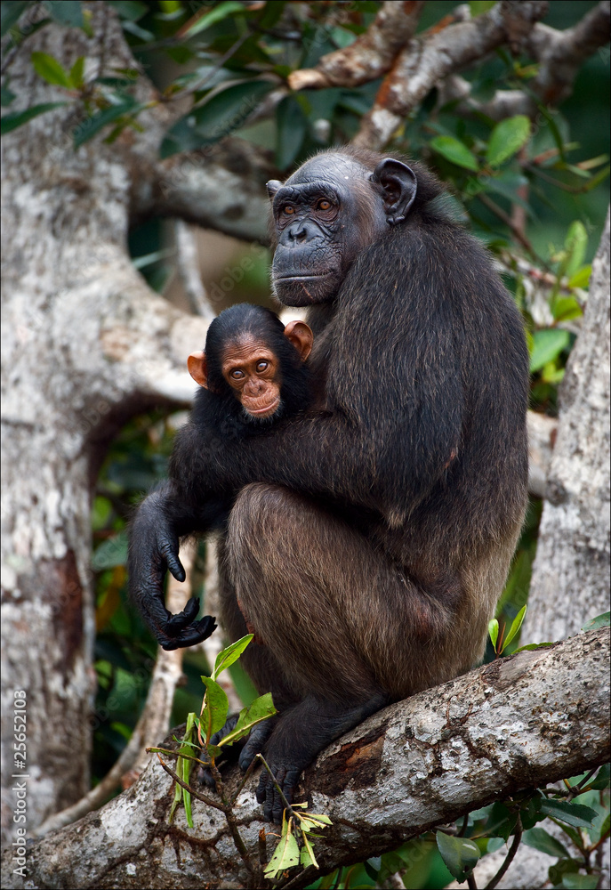 Chimpanzee with a cub on mangrove branches. Chimpanzee with a cub on mangrove branches.
