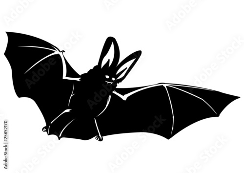 Chauve souris - 6