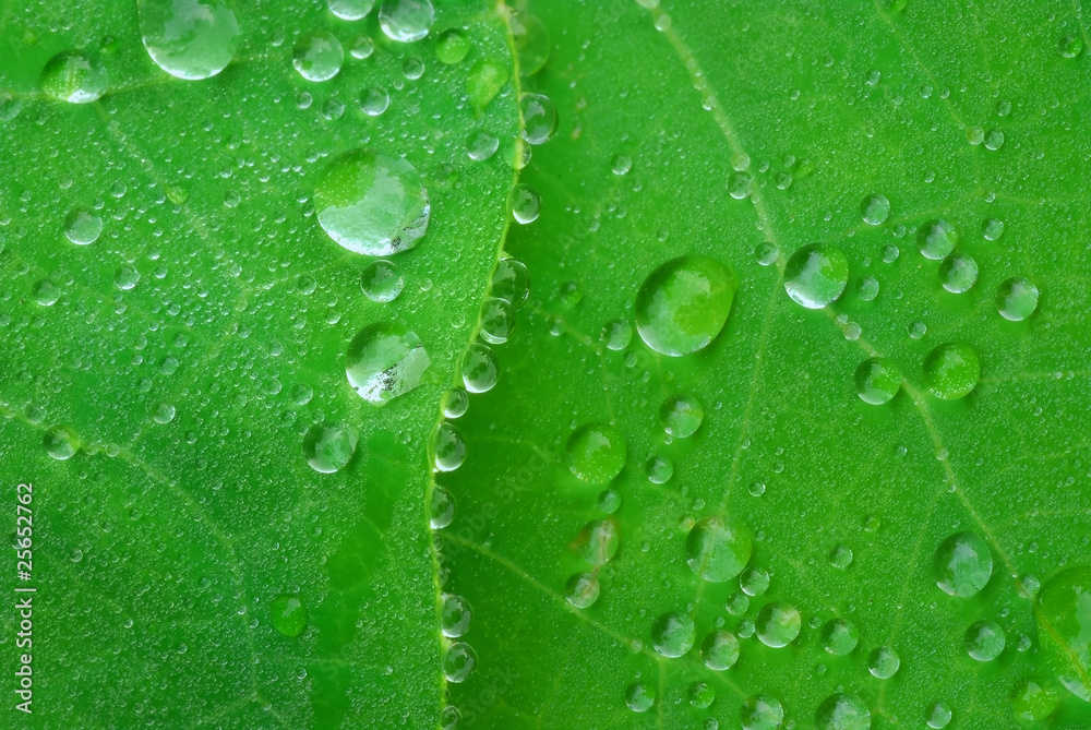 Leafes Leafes