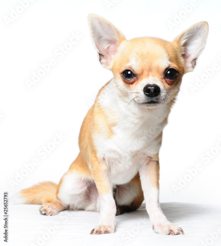 Chihuahua