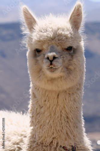 Alpaca