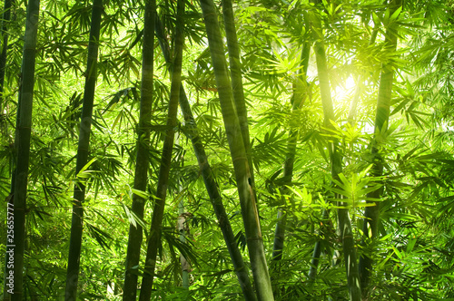 Bamboo forest. #25655777