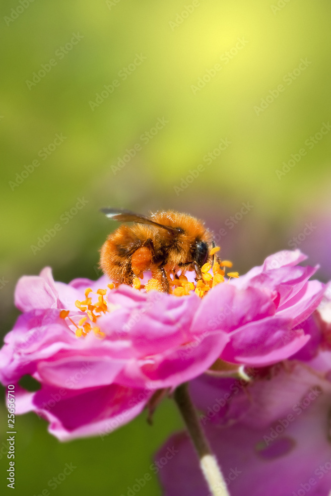 Bee collecting honey Bee collecting honey
