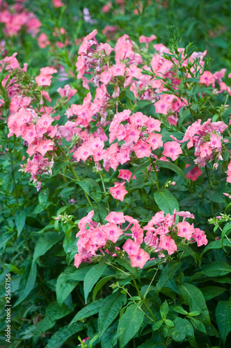 Wallpaper Mural Розовые садовые цветы Torontodigital.ca