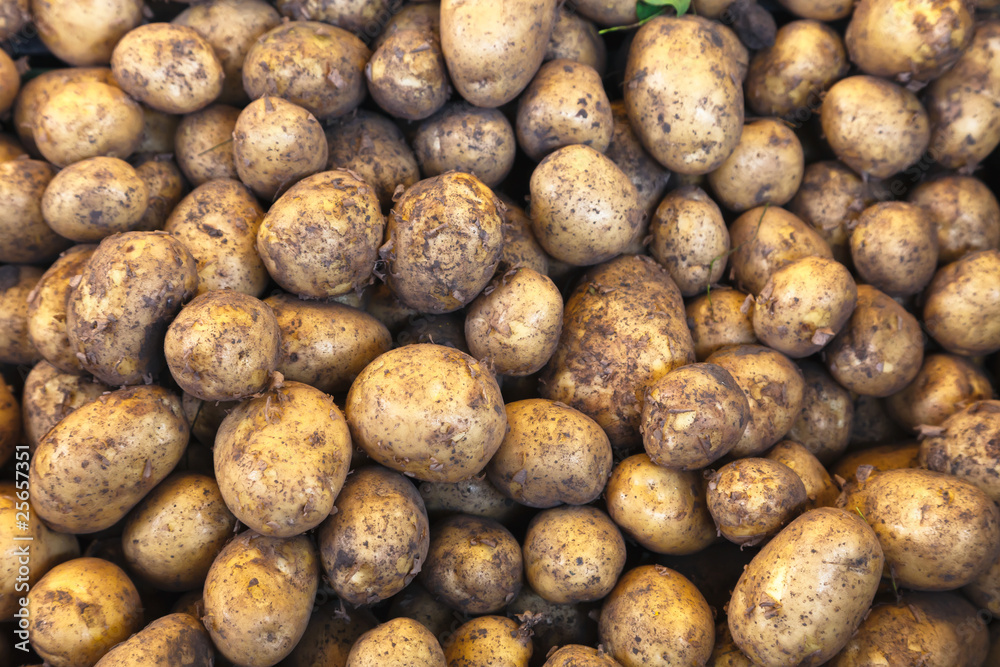 Potatoes, freshly harvested and with soil on Potatoes, freshly harvested and with soil on