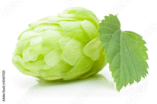 Close up view of single hop cone with leaf. Isolated on white.