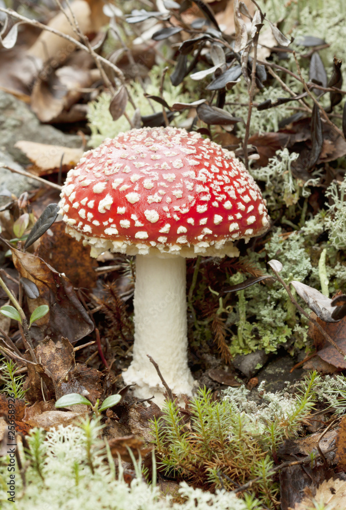 One beautiful fly agaric (Amanita muscaria) One beautiful fly agaric (Amanita muscaria)