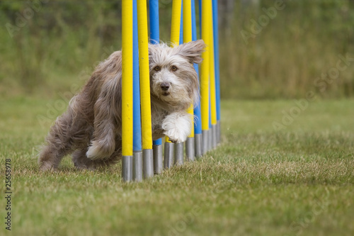 Slalom Agility Collie