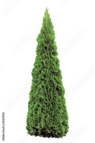 фотографія Thuja Occidentalis 'Smaragd' Isolated On White