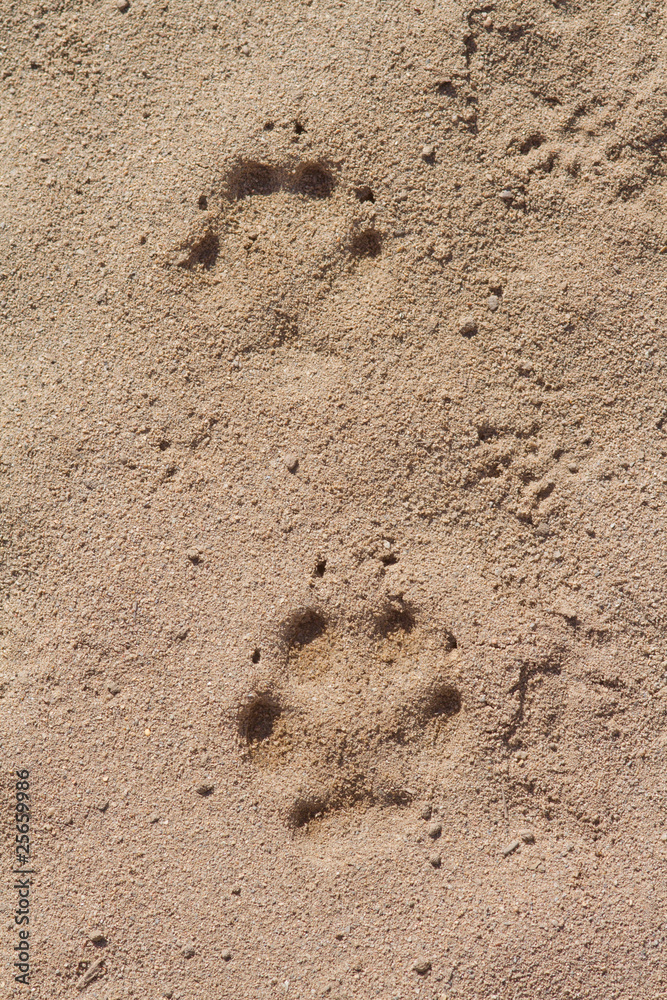 empreintes dans le sable empreintes dans le sable