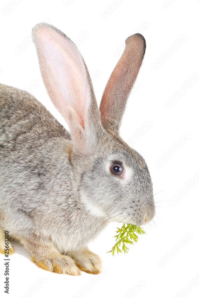 gray rabbit eating the carrot leaves