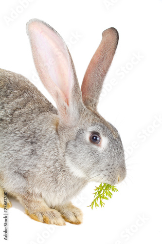 gray rabbit eating the carrot leaves © percent