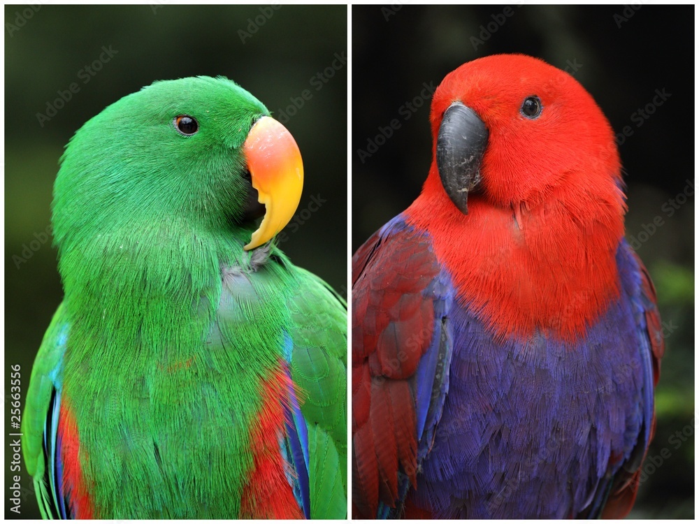 Obraz premium grand eclectus ,eclectus roratus
