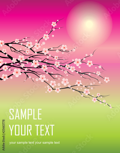 branch of cherry blossom sakura tree