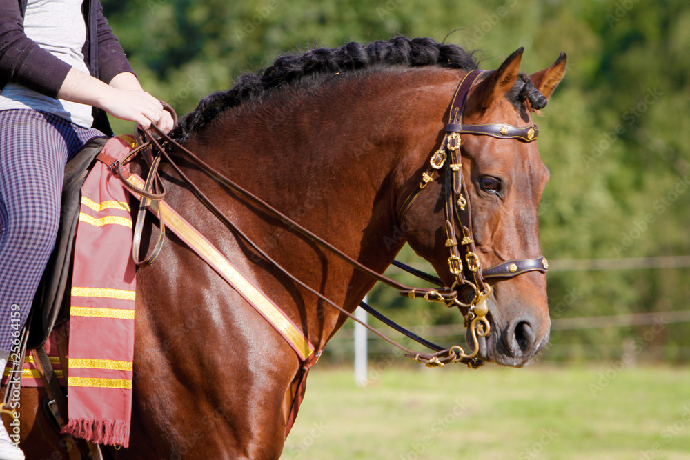 Obraz premium Pferd - Spanier