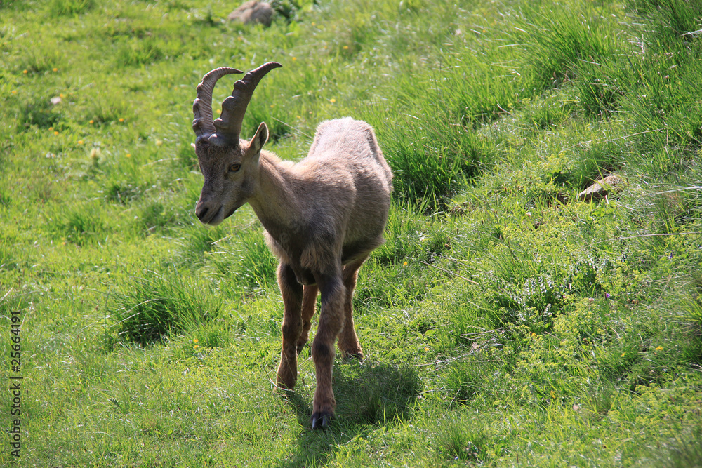 Fototapeta premium Bouquetin