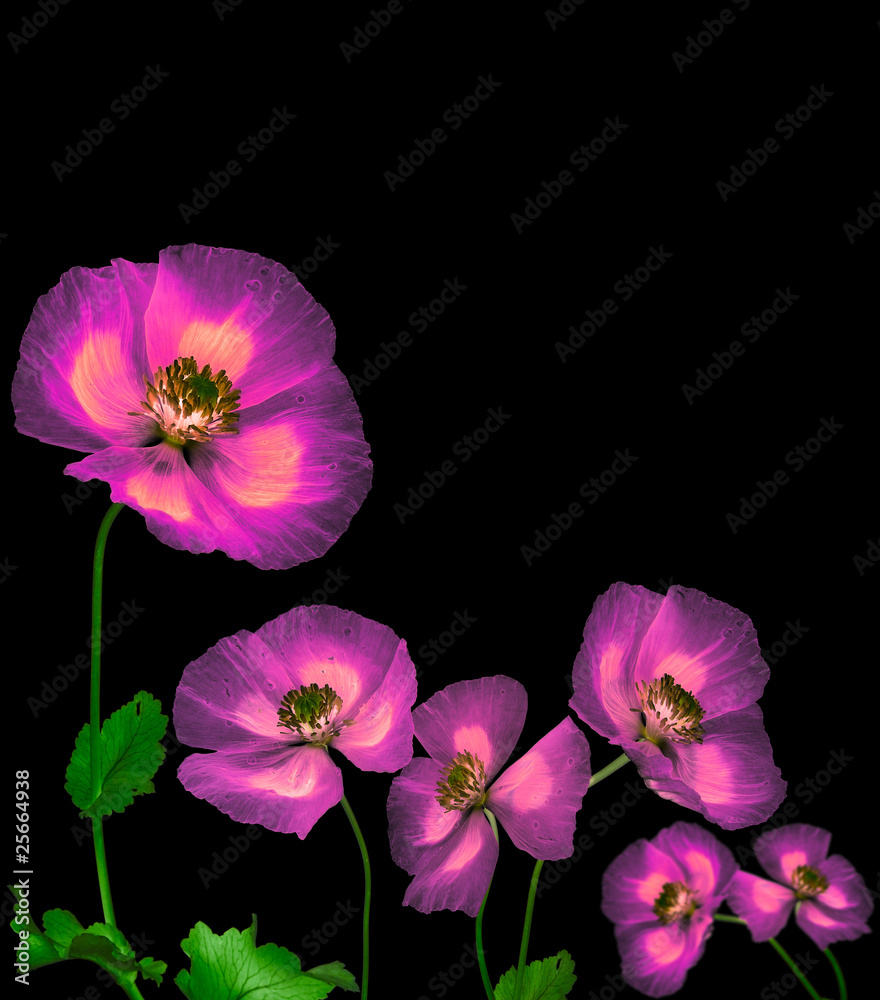 Naklejka premium magic poppies on black background
