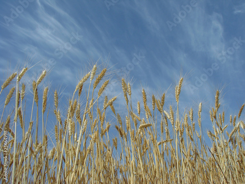 wheat ears against blue sky