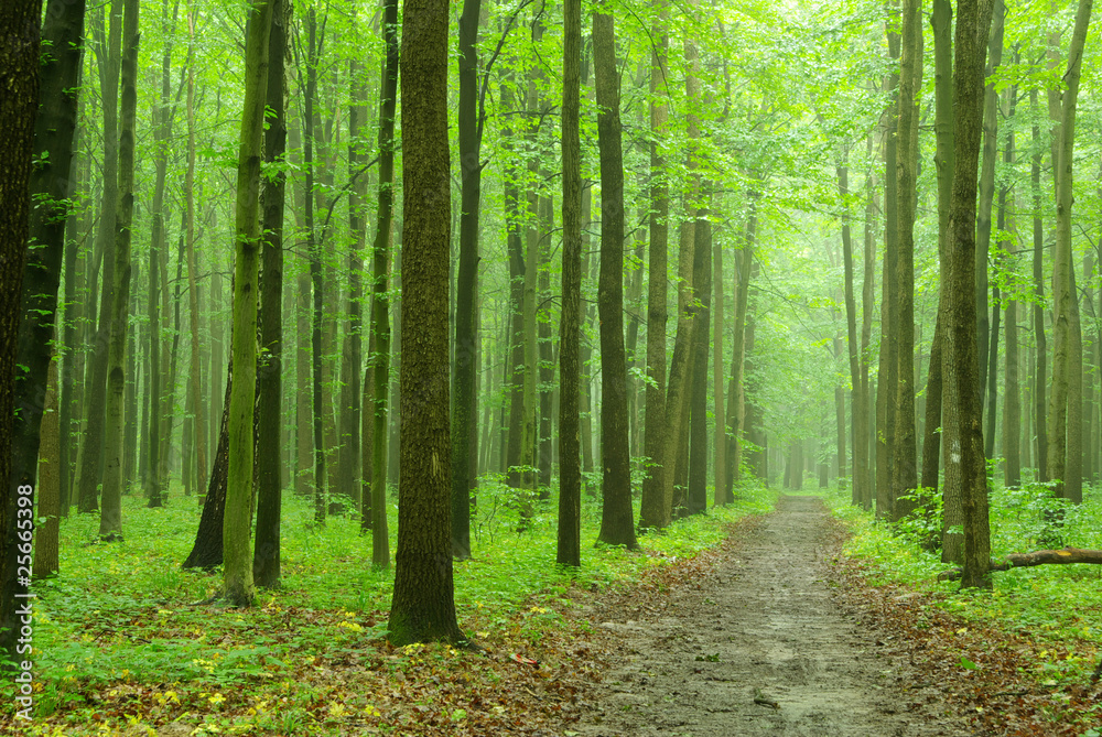 Obraz premium green forest