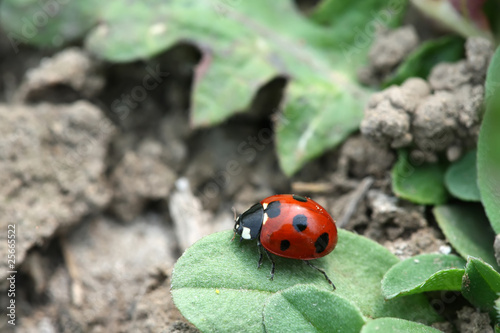 ladybug