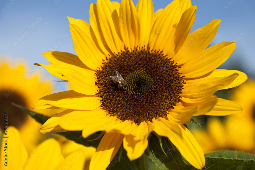 Sunflower with bee Sunflower with bee